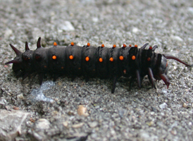 Pipevine Swallowtail